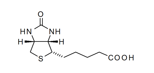 構造式：ビオチン